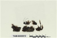 藏品(柔葉白錦苔)的圖片